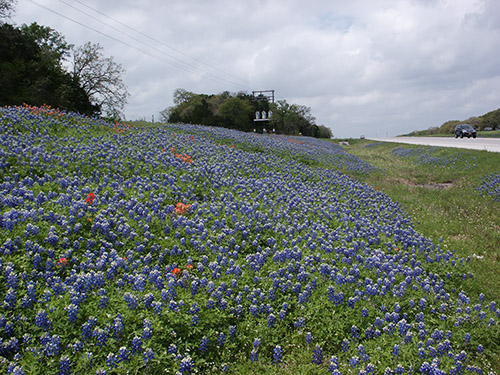 Bluebonnets