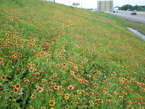 Indian blanket wildflowers